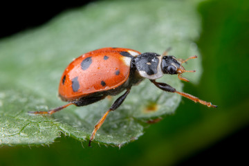 Naklejka premium Adonia Variegata red ladybug posing on green leaf