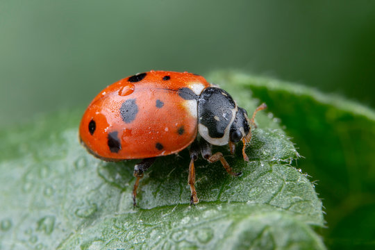 Adonia Variegata red ladybug posing on green leaf