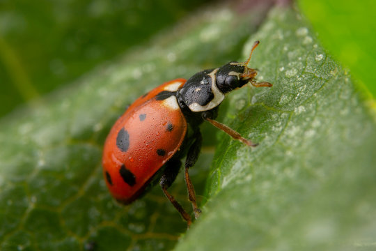 Adonia Variegata red ladybug posing on green leaf