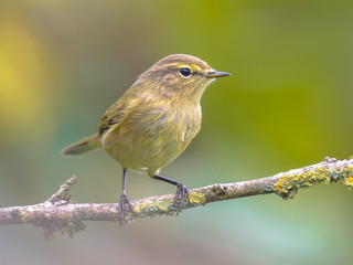 Red robin back light garden