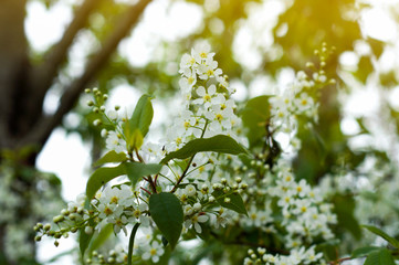 Floral spring background, soft focus. Branches of blossoming bush in spring outdoors macro in vintage light blue pastel colors.