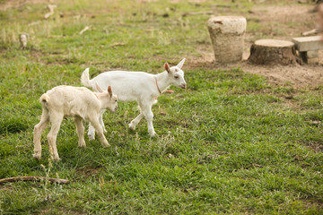 Obraz na płótnie Canvas Group of baby goats on a farm