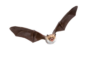Flying Natterers bat isolated on white background