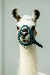 Baby Llama on a Farm © Ursula Page