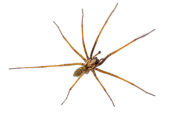 Giant house spider isolated on white background