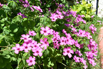 Obraz na płótnie Canvas Pink flower. Spring and summer background