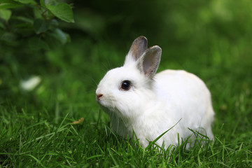 white rabbit hid in the grass