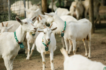 Obraz premium Mother and Baby goats on a Farm in the spring
