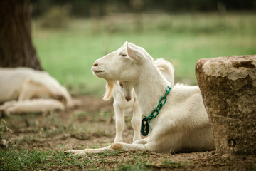 Mother and Baby goats on a Farm in the spring