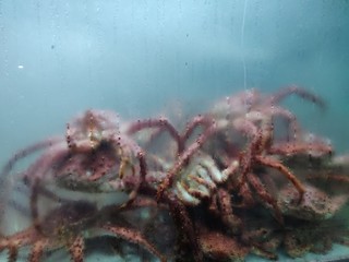 crabs
