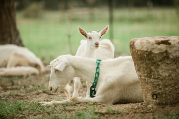 Mother and Baby goats on a Farm in the spring