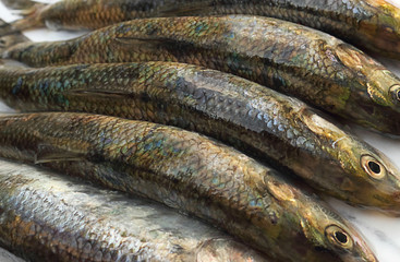 Fresh herring is a silver fish of great commercial importance as food fish in many parts of the world. Selective focus.