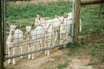 Brand New baby goats behind a fence in a fenced in area of a farm in the south