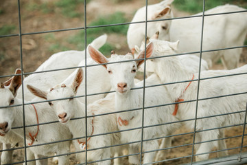 Obraz premium Brand New baby goats behind a fence in a fenced in area of a farm in the south