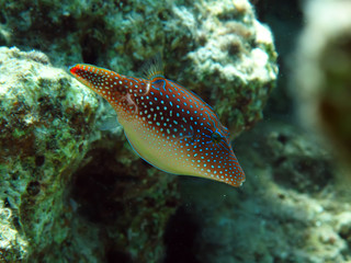 Red Sea Toby ( Canthigaster margaritata) Taken in Red Sea, Egypt.              