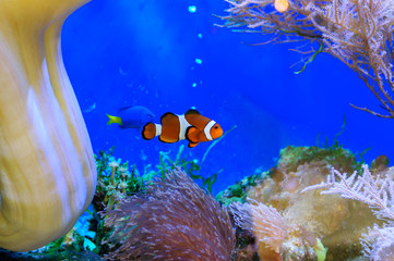 Orange nemo clownfish in a beautiful sea aquarium.