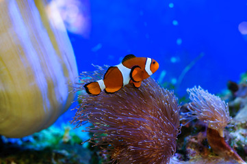 Orange nemo clownfish in a beautiful sea aquarium.