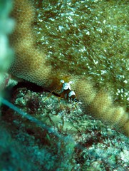 Squat Shrimp (Thor Amboinensis). Taken in Red Sea, Egypt.                                     