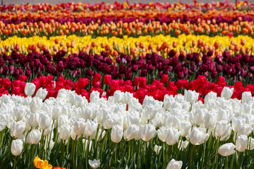 A Field of Different Coloured Tulip Flowers