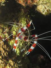 Boxer shrimp. (Stenopus hispidus).Taking in Red Sea, Egypt.                                                             