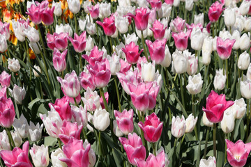 Many Pink and White Acropolis Tulip Flowers
