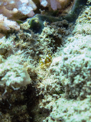 Obraz na płótnie Canvas Squat Shrimp (Thor Amboinensis). Taken in Red Sea, Egypt. 