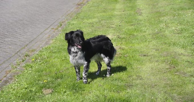 Young dog posing and running away slow motion