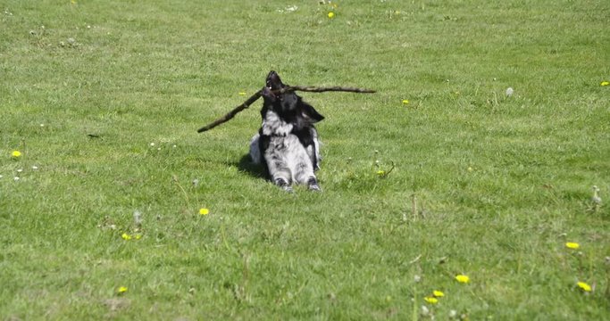 Young  dog, stabyhoun,  playing with stick on a field with grass., 60fps