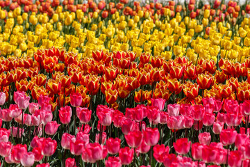 Rows of Pink Orange and Yellow Spring Tulip Flowers