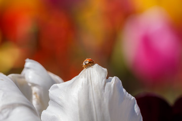 Ladybug Perched on a White Flower Petal