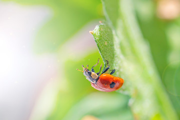 Little ladybug on a green leaf in bright sunlight with highlights. Summer macro photo. Minimalism, summer concept for posters, postcards. Copy space.
