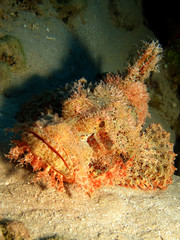Fototapeta na wymiar Smallscale scorpionfish (Scorpaenopsis oxycephala)