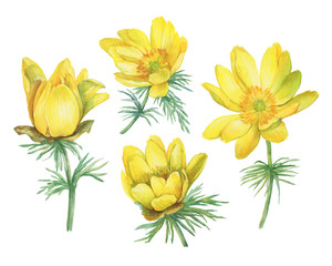 Set of first spring wildflower yellow Adonis vernalis (also known as pheasant's eye and false hellebore). Hand drawn watercolor painting illustration isolated on white background. - obrazy, fototapety, plakaty