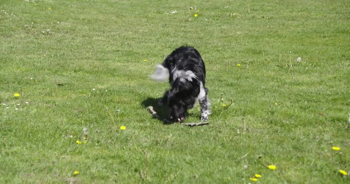 Young  dog, stabyhoun,  playing with stick on a field with grass., 60fps