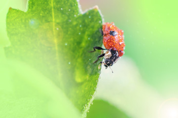 Little ladybug on a green leaf in bright sunlight with highlights. Summer macro photo. Minimalism, summer concept for posters, postcards. Copy space.