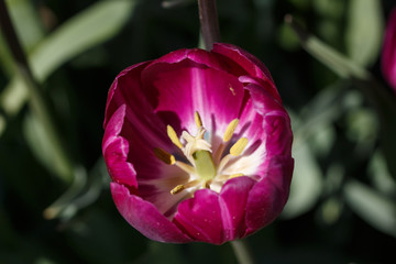 Close up Inside Maroon and White Tulip Flower