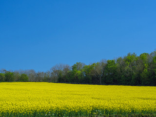 Vibrant yellow rapeseed crops against a blue sky in the Devon countryside