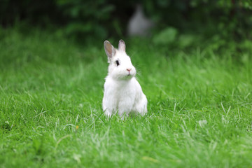 white rabbit hid in the grass