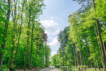 Dutch bike road in forest