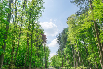 Dutch bike road in forest