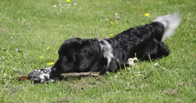 Young  dog, stabyhoun,  playing with stick on a field with grass., 60fps