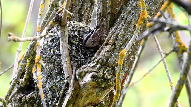 Long-tailed tit (Aegithalos caudatus) feeds its chicks in the nest