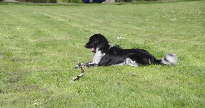 Young  dog, stabyhoun,  playing with stick on a field with grass., 60fps