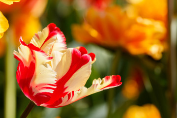 Red and Yellow Featherd Parrot Spring Tulip Flower