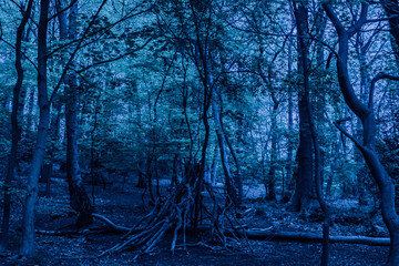 Creepy Dark Forest in The Night