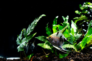 Angelfish Background  plants aquascape