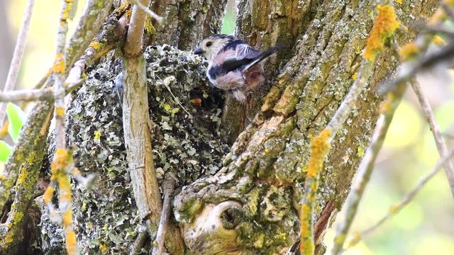 Long-tailed tit (Aegithalos caudatus) feeds its chicks in the nest
