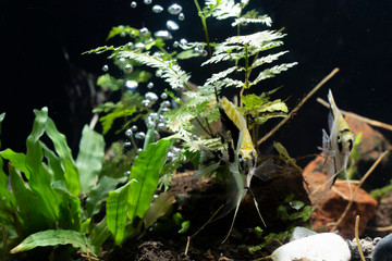 Angelfish Background  plants aquascape