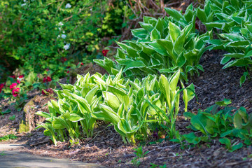 young plants in the garden
