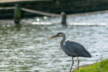great blue heron